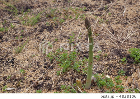 アスパラ 4828106