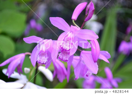 シランの花 4828144