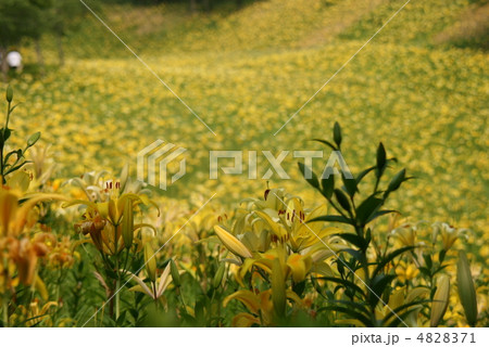 イエロー イエロー 4828371