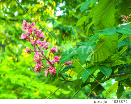 マロニエの花 4828372