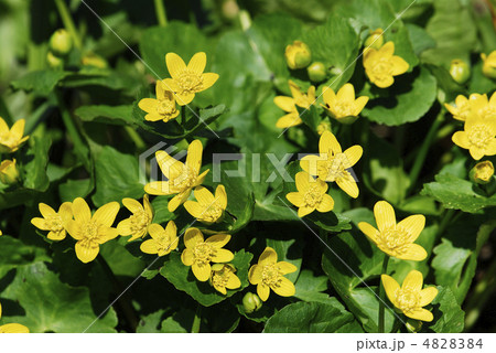 リュウキンカ リュウキンカ 4828384