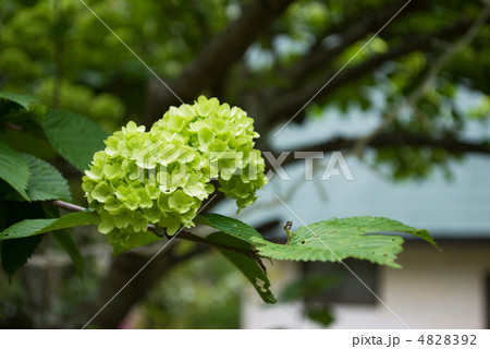 花手毬 花手毬 4828392