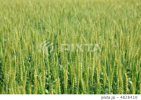 麦畑 4828410
