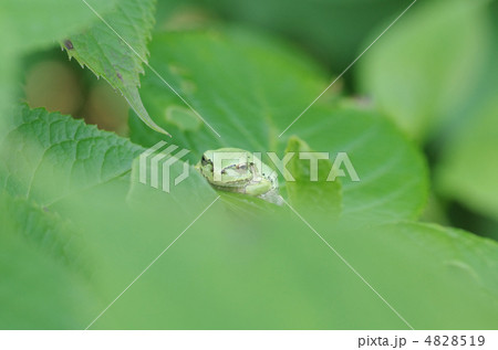 ニホンアマガエル 4828519