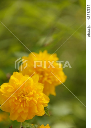 ヤマブキ 八重 ヤマブキ 八重 4828535