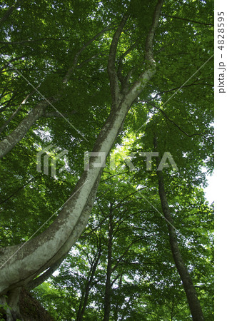 新緑のブナ 新緑のブナ 4828595