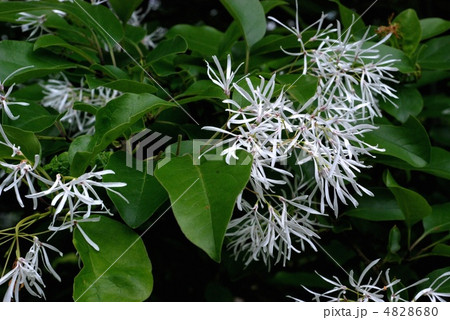 ヒトツバタゴ 4828680