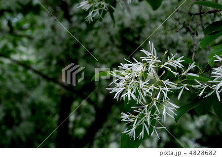 ヒトツバタゴ 4828682