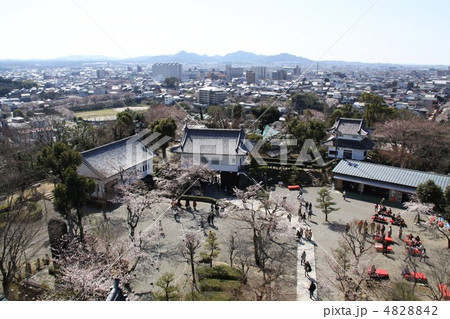 国宝犬山城と桜 4828842