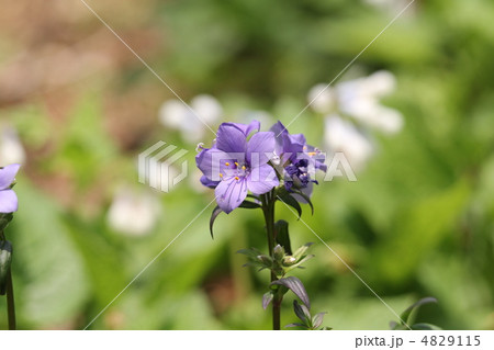 ポレモニウム（西洋ハナシノブ） 4829115