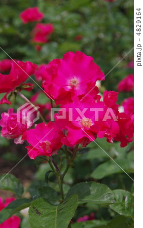 バラ　初夏の輝き 4829164