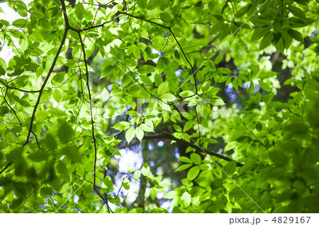 新緑 4829167