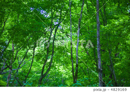 新緑 4829169