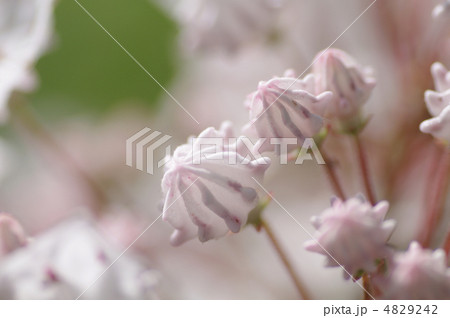 カルミア カルミア 4829242