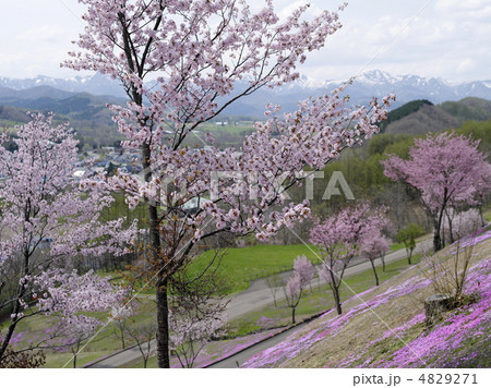 滝上の遅れて来た春 4829271