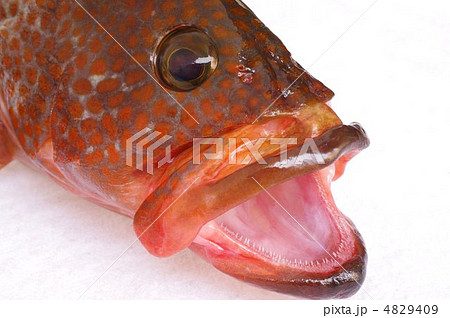 キジハタの顔 4829409