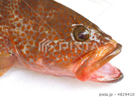 キジハタ（頭部俯瞰） 4829410