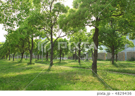 新緑 新緑 4829436