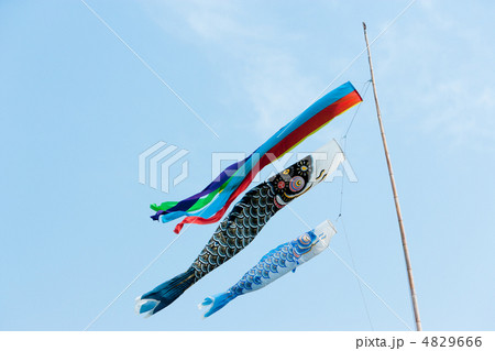 こいのぼり 4829666