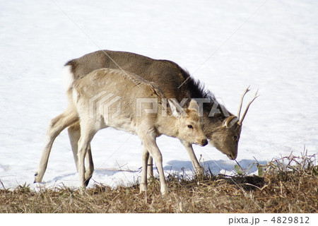 2頭のエゾシカ 4829812