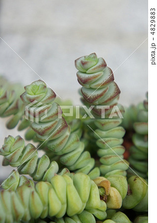 シュジュヒメ 4829883