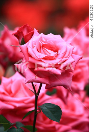 薔薇 薔薇 4830129