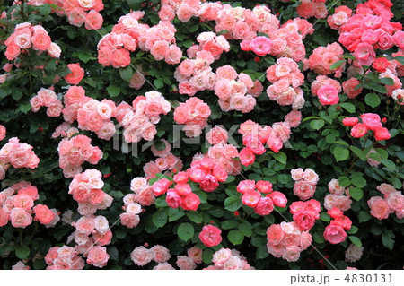 薔薇 薔薇 4830131