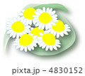 カモミール 4830152