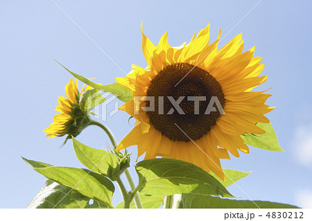 ひまわり 4830212
