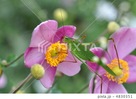 シュウメイギクとバッタ 4830351