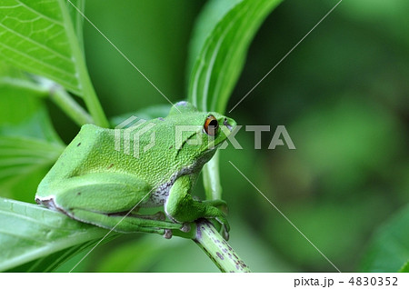 モリアオガエル 4830352