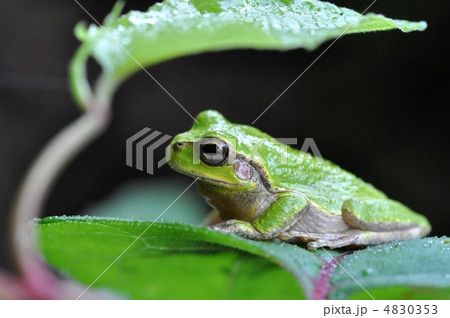 雨蛙 雨蛙 4830353