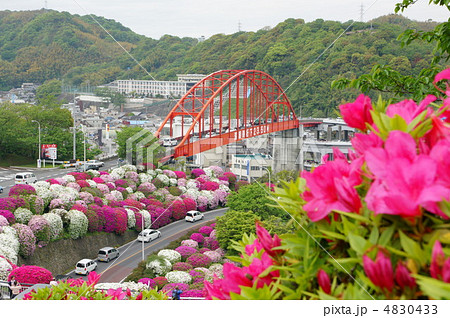 ツツジと音戸大橋 4830433