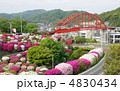 ツツジと音戸大橋 4830434