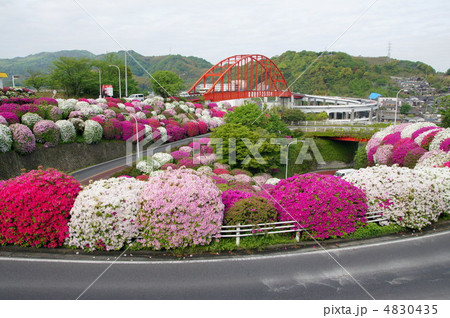ツツジと音戸大橋 ツツジと音戸大橋 4830435