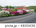 ツツジと音戸大橋 4830436
