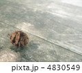 木の実 4830549