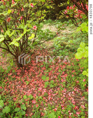 ツツジの落花 ツツジの落花 4830798