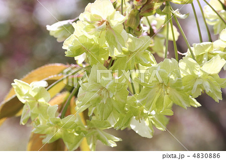 【御衣黄桜】 4830886