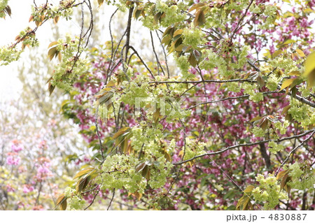 【御衣黄桜】 4830887