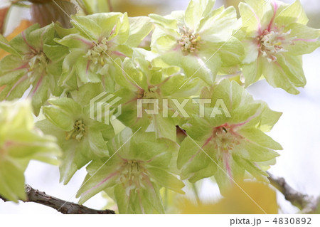 【御衣黄桜】 【御衣黄桜】 4830892