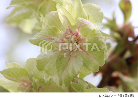 【ギョイコウザクラ】 4830899