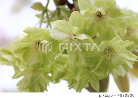 【ギョイコウザクラ】 【ギョイコウザクラ】 4830900