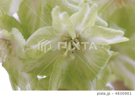 【ギョイコウザクラ】 4830901