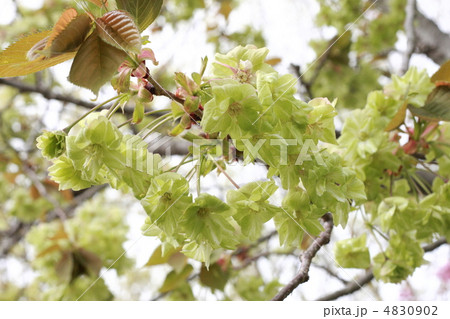 【ギョイコウザクラ】 4830902