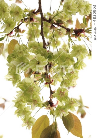 【ギョイコウザクラ】 4830903