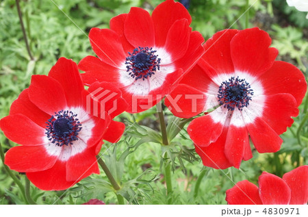 赤色 花 アネモネの写真素材