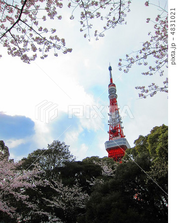 東京タワーと桜 東京タワーと桜 4831021