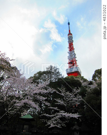 東京タワーと桜 東京タワーと桜 4831022