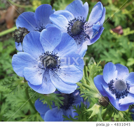 アネモネ　青花 4831045